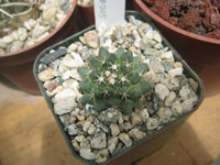 Mammillaria roseoalba