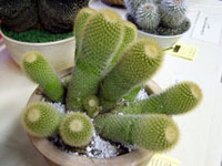 Mammillaria spinosissima