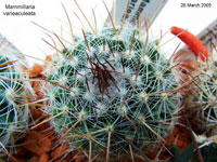 Mammillaria varieaculeata