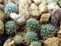 Mammillaria wiesingeri