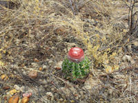 Melocactus zehntneri