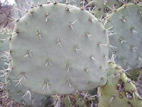 Opuntia engelmannii