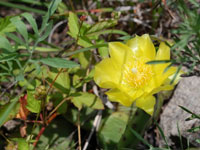 Opuntia humifusa