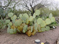 Opuntia martiniana