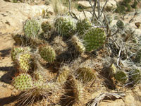 Opuntia polyacantha