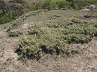 Opuntia polyacantha