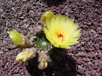 Parodia concinna