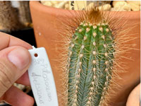 Pilosocereus diersianus