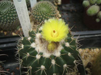 Parodia langsdorfii