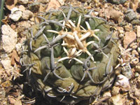 Pediocactus peeblesianus