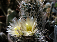 Pediocactus peeblesianus