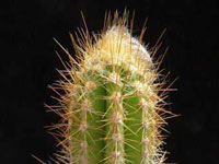 Pilosocereus polygonus