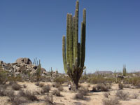 Pachycereus pringlei