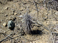 Pachycereus pringlei