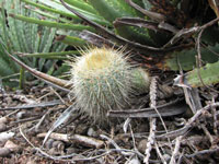 Parodia scopa