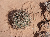 Pediocactus sileri