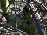 Peniocereus striatus