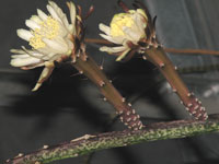 Peniocereus tepalcatepecanus