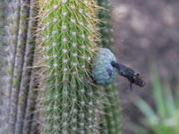 Pilosocereus vilaboensis