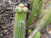 Pilosocereus vilaboensis