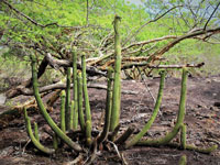 Pilosocereus vilaboensis