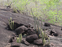 Pilosocereus vilaboensis