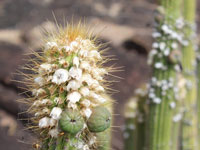 Pilosocereus vilaboensis