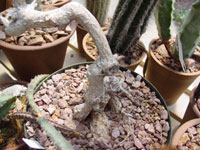 Peniocereus viperinus