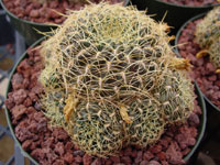 Rebutia arenacea