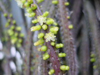 Rhipsalis baccifera