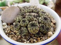 Rebutia canigueralii