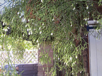 Rhipsalis cereuscula