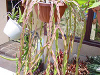 Rhipsalis paradoxa