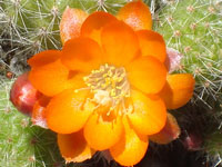 Rebutia pulvinosa