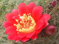 Rebutia wessneriana