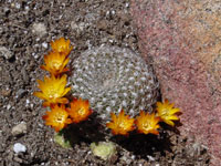 Rebutia arenacea