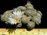 Strombocactus disciformis