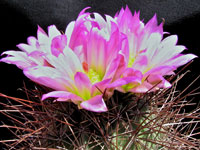 Sclerocactus havasupaiensis