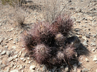 Sclerocactus polyancistrus