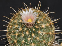 Ancistrocactus megarhizus