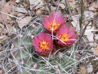 Sclerocactus spinosior