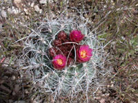 Sclerocactus spinosior