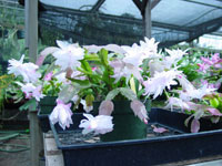 Schlumbergera truncata