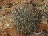 Sclerocactus parviflorus