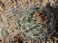 Sclerocactus wrightiae