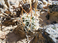 Sclerocactus wrightiae