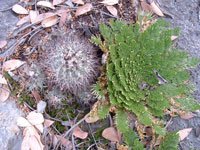 Turbinicarpus gielsdorfianus