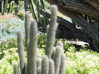 Echinopsis litoralis