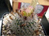 Turbinicarpus zaragosae