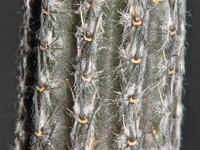 Echinocereus waldeisii